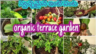 Terrace Garden | Midde Thota | Harvesting Organic Vegetables |Terrace Garden Over View | మిద్దెతోట
