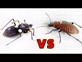 刺客蟲 VS 甲蟲！Assassin bug VS beetle