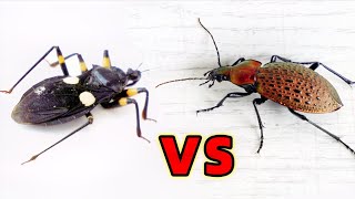 刺客蟲 VS 甲蟲！Assassin bug VS beetle