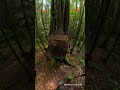 😱 He Stepped on a GIANT HORNETS Nest in Papua New Guinea Jungle - RAW Chest Cam Footage