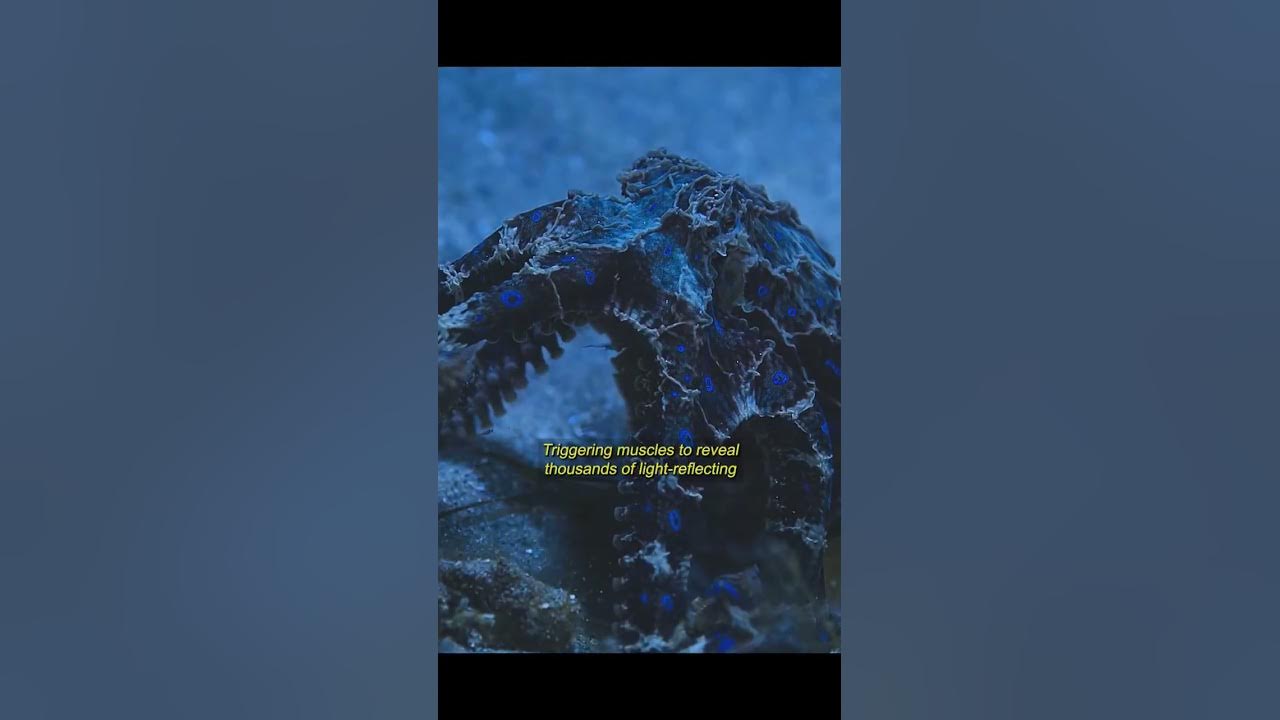The blue-ringed octopus can easily incapacitate an adult with its venom!#shorts #video #octopus The blue-ringed octopus can easily incapacitate an adult with its venom!#shorts #video #octopus