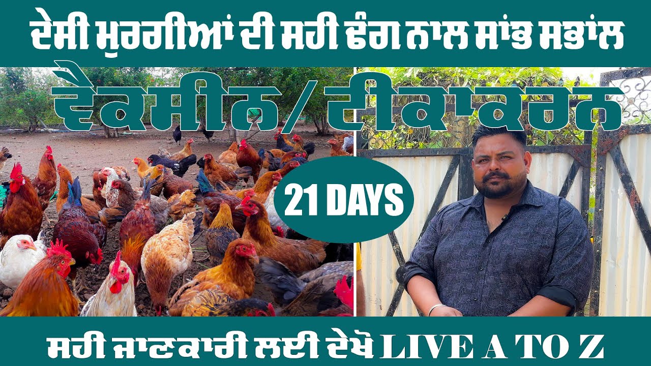 ਬਲੈਕ ਆਸਟ੍ਰਾਲੋਪ ਚੂਚੇ  ਦੇਸੀ ਮੁਰਗੀ ਫਾਰਮ  21ਵੇਂ  ਦਿਨ  - black astrolabe poultry farming for beginners