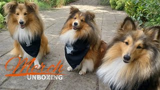 Shetland Sheepdogs Unboxing their Merch by Lovin' Mystery 505 views 7 months ago 2 minutes, 47 seconds