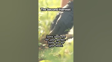 The Second Harvest #TheSecondHarvest #SeedSaving #gardener #seeds #Hollyhocks #gardeningtips #shorts