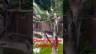 🪿🪿🐥🐥🐣 #zoo Chandigarh zoo, Chidiya ghar viral video, YouTube subscribe reels, viral reels￼