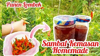 Sambal kemasan homemade | panen lombok dikebun resep mbuk al