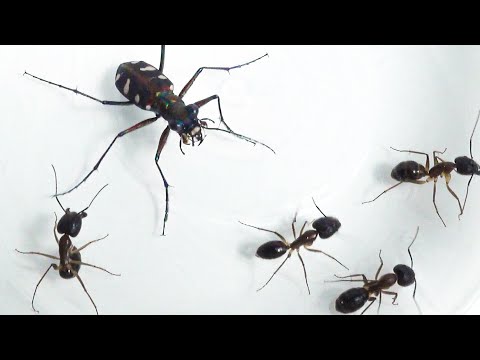 Video: Syövätkö muurahaiset kasveja?