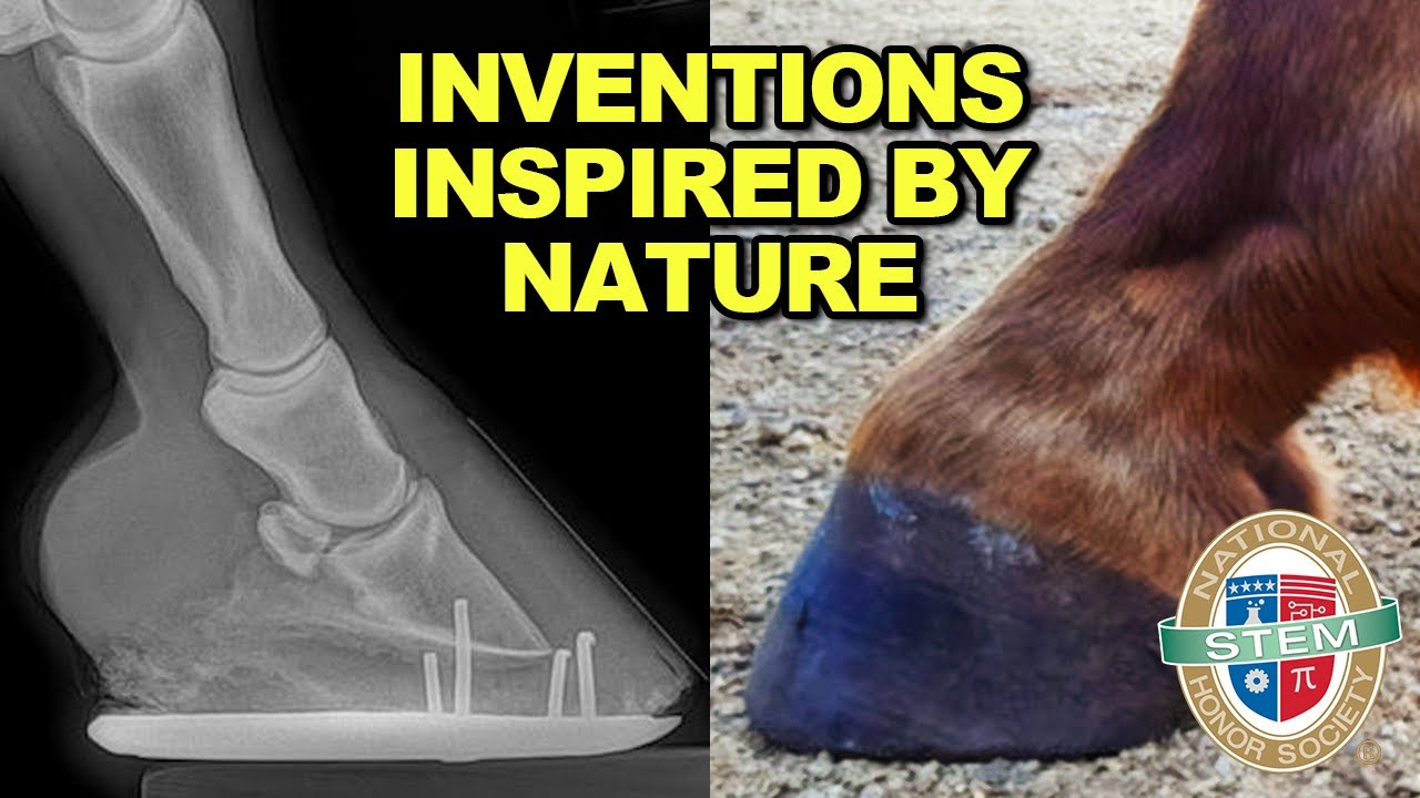 The Incredible Design of Horse Hooves! (Biomimicry Ep.3) | NSTEM