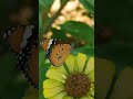 سبحان من صنع هذا الجمال