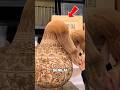 Patung Ini Lentur Seperti Karet