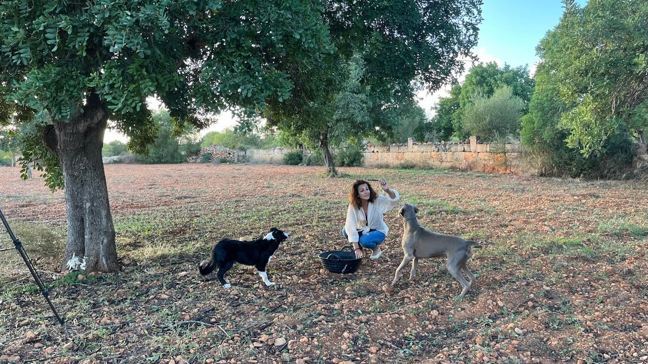 ¡The Mallorcans! Mallorca's 