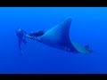 Swimming with GIANT RAYS