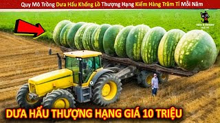 Quy Mô Trồng Dưa Hấu Khổng Lồ Thượng Hạng Kiếm Hàng Trăm Tỉ Mỗi Năm || Review Giải Trí Đời Sống