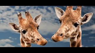 Summary Nonviolent Communication 1 - Introduction