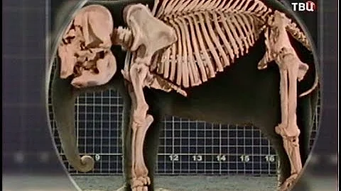Слоны. Энциклопедия.