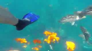 The Simpsons Snorkeling At Catalina Island