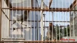 Prenjak kepala merah minta kawin || sepasang mudah mudi yang lagi kasmaran 😂😂