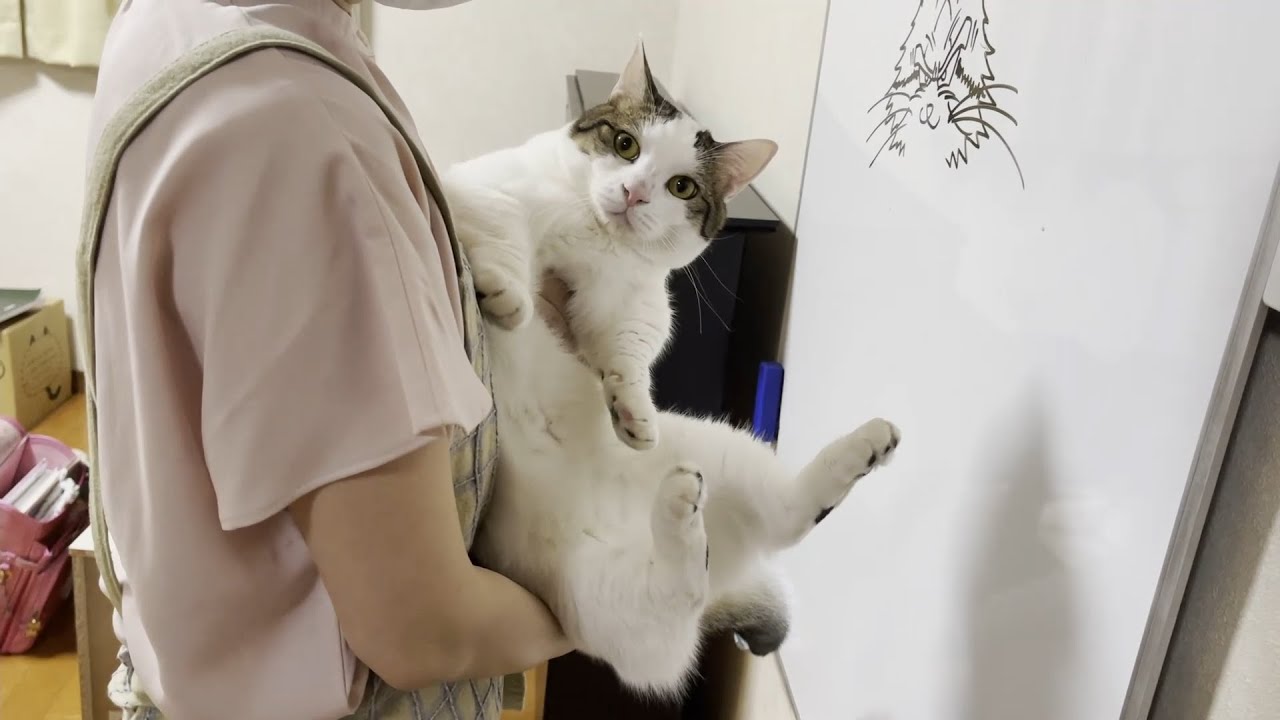 手で壁を押し返せる猫は賢い と聞いた家族が愛猫達で試してみると 面白い結果が待っていた 艸 エウレカ