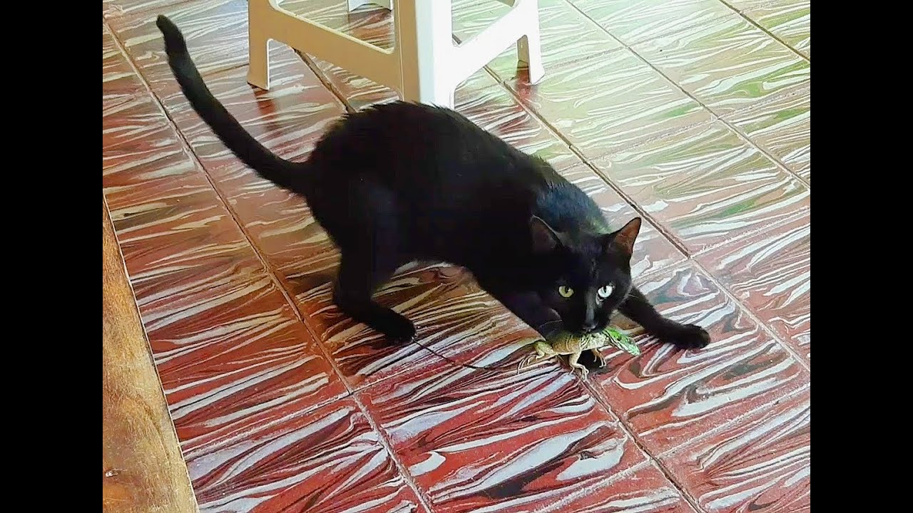 Il gatto mangia la lucertola in Costa Rica YouTube
