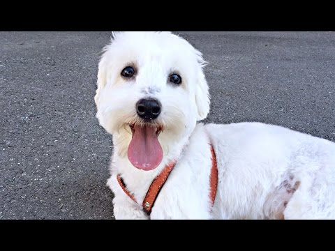 Video: Poți Oferi Unui Câine Pediat?