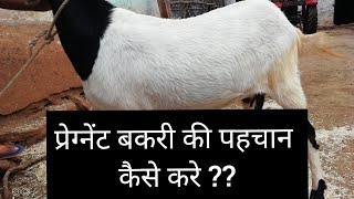 प्रेग्नेंट बकरी की पहचान कैसे करे ! How To Identify a Pregnant Goat