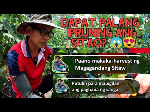 Video: Pag-aalaga Ng Berdeng Hedge, Pruning, Pagtutubig, Mga Sakit