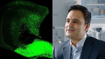 Circuitry / neuronal biology