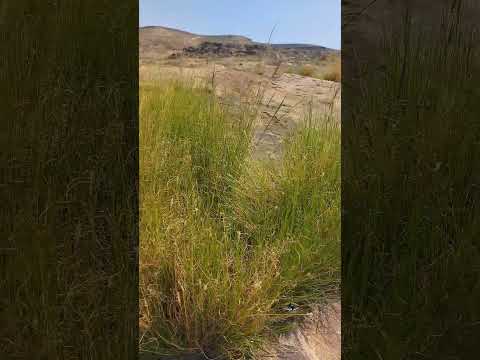 طرد الهوا له ناس من ناس مب كل من يعرف فنونه اليمن مريس