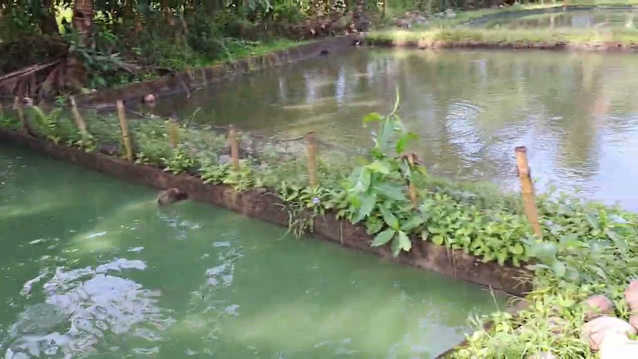 My Catfish Nursery & Grow Out Pond