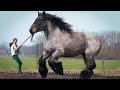 Horse SOO Cute! Cute And funny horse Videos Compilation cute moment #19