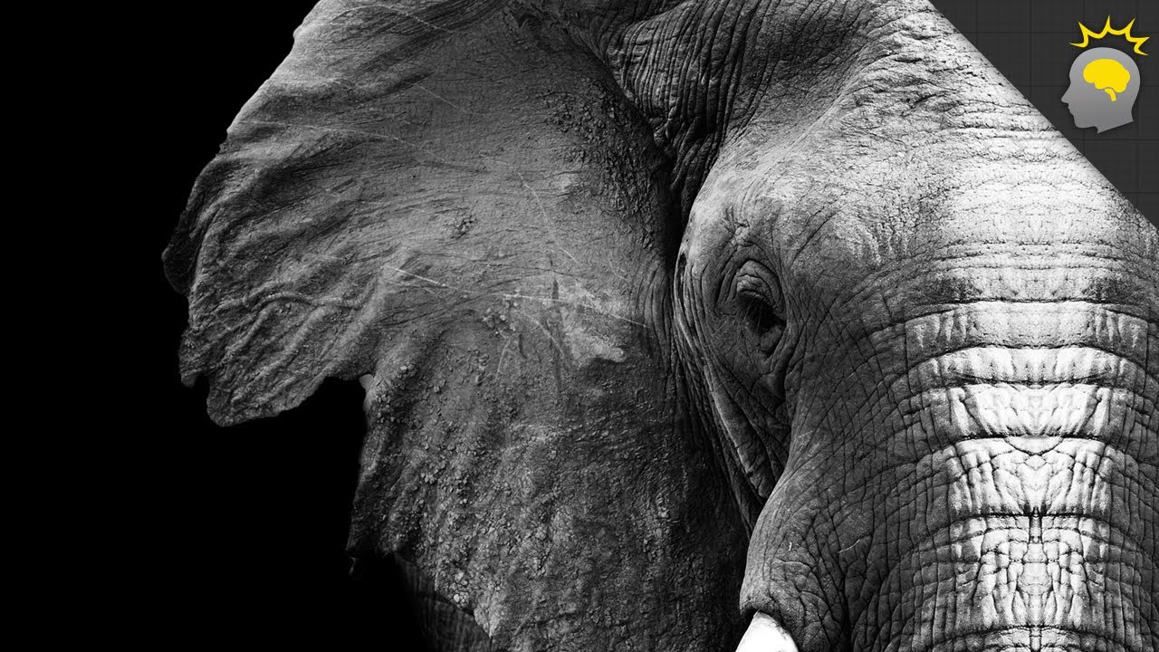 Secrets of the Elephants reveals their uncanny ability to grieve and  empathize