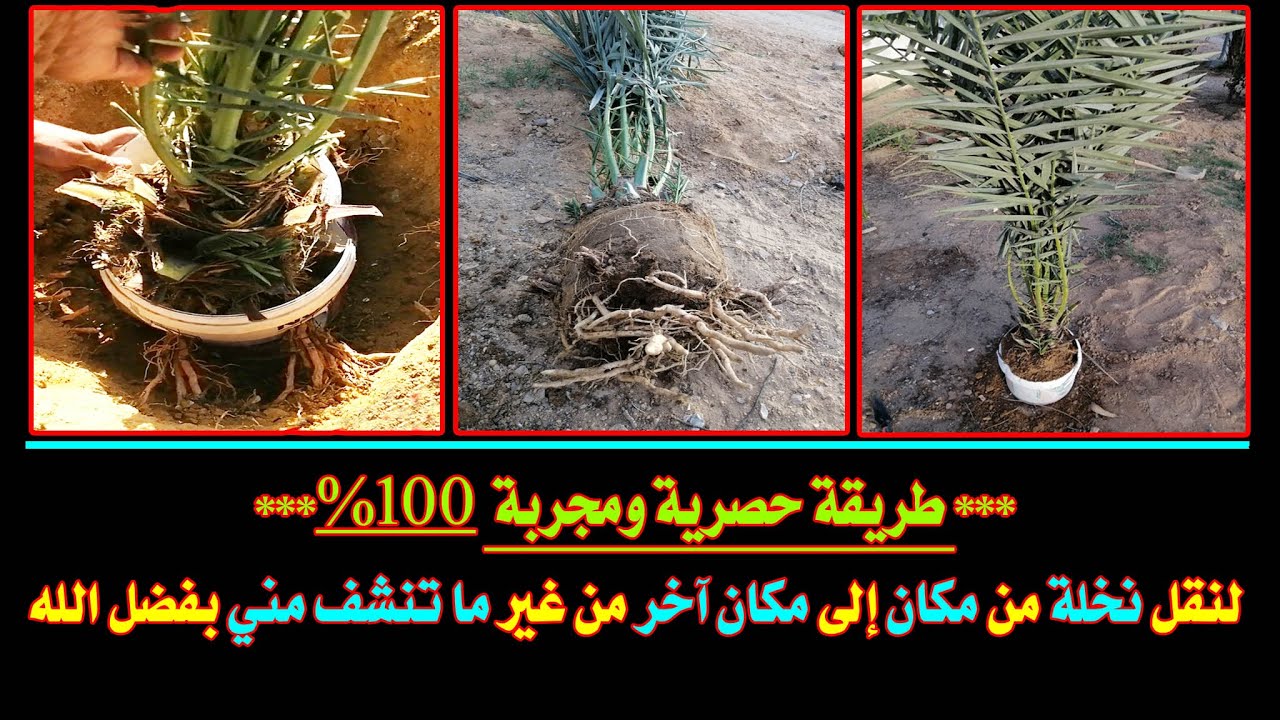 نقل نخلة من مكان إلى مكان آخر في أي شهر من شهور السنة من غير ما تنشف أو تذبل مني بنسبة نجاح 100%