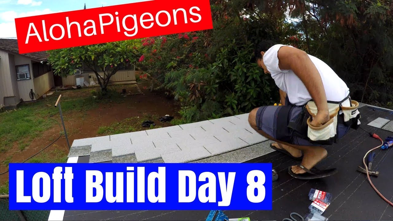 Homing Racing Pigeon Loft Construction Day 8 - YouTube