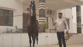 Marawari Stallion :- Goldenrock With Anilbhai Mahiya | Owner :- Rajubhai Desai | Khodiyar Stud Farm