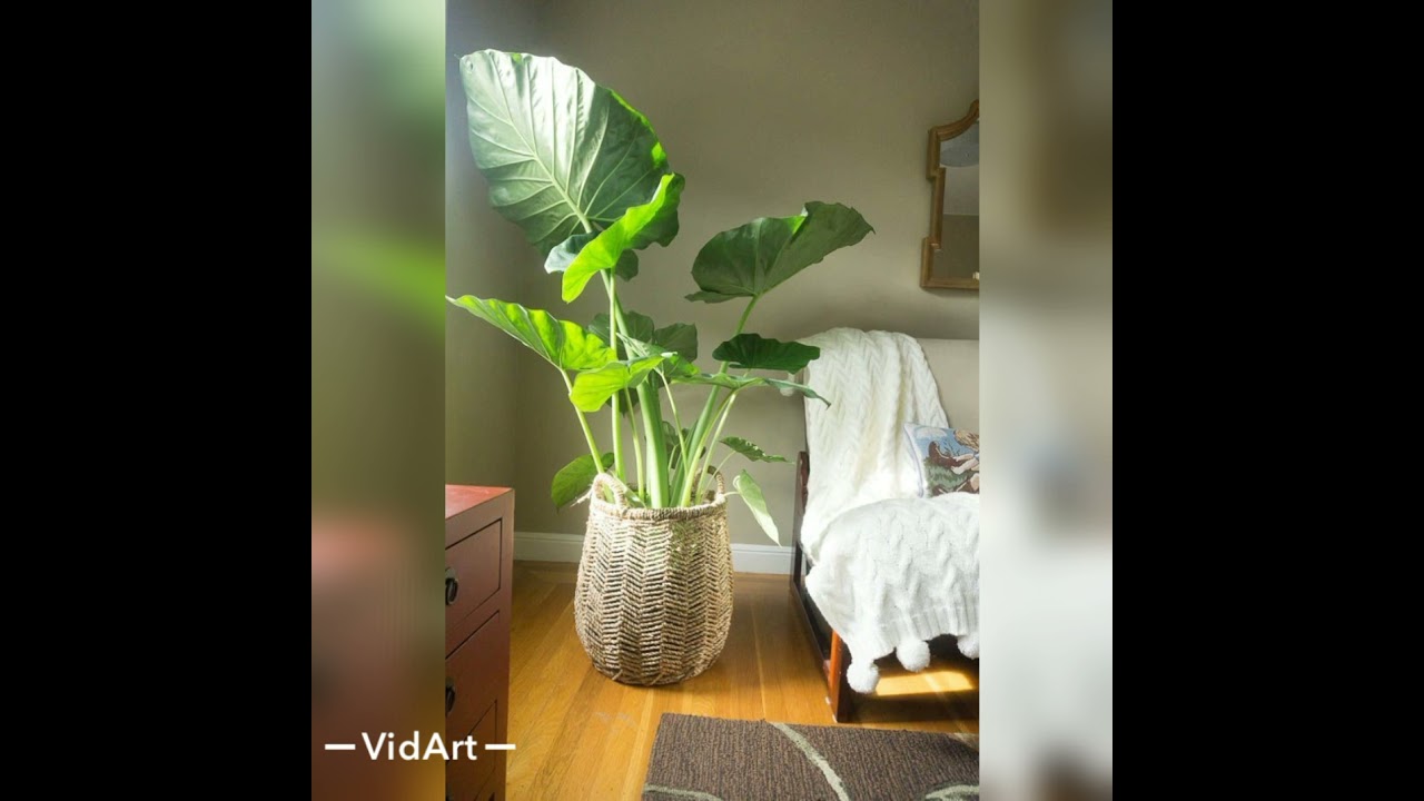 ALOKAZAY Guli haqida 🌺🤗. Arma. Fil quloq.