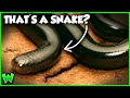 The WEIRDEST Snake on Earth? The Blind Snake