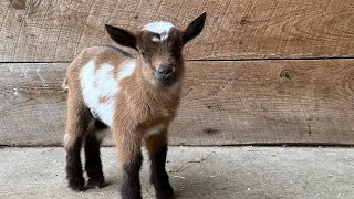 2 minutes of hoppy baby goats!