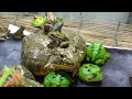 Pyxicephalus adspersusアフウシ幼稚園 自分の子じゃないけど可愛いんだ(*´艸`)