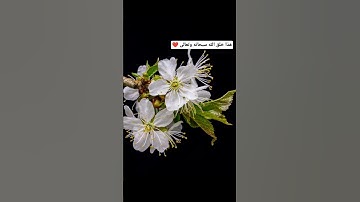 هذا خلق الله سبحانه وتعالى 🤍🌿.......... تلاوة خاشعة