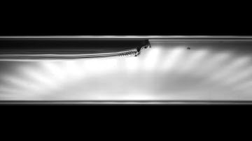 Horizontal Two-Phase R-123 Plug Flow: V004L085
