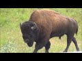 Звук бизона (зубра), мычание бизона (зубра) | Sound buffalo (bison), bellowing buffalo (bison)