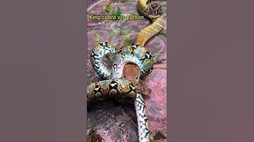 king cobra vs Python fight to the death | snake fight | wild fight | deadliest snake | wildRepto |