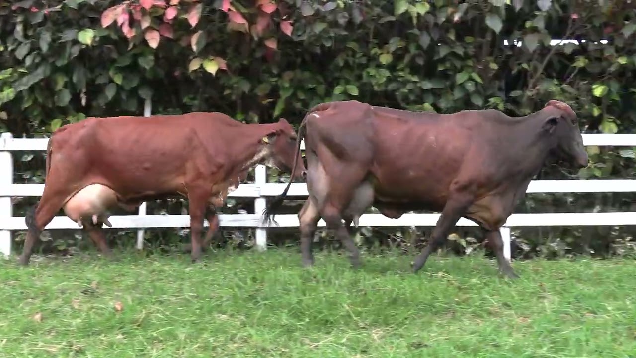 LOTE 05 - 5º Leilão Virtual Rancho Nossa Senhora da Glória - 02 de Março de 2026 | 
