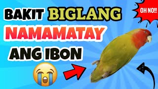 BAKIT BIGLANG NAMAMATAY ANG IBON? | 10 REASONS WHY LOVEBIRDS SUDDENLY DIE? | SUDDEN DEATH OF BIRDS