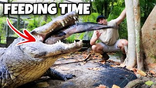 FEEDING BIG ALLIGATOR WHOLE FISH ! WILL HE ATTACK ?!