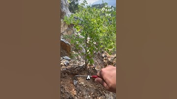 How Bonsai Starts From Wild