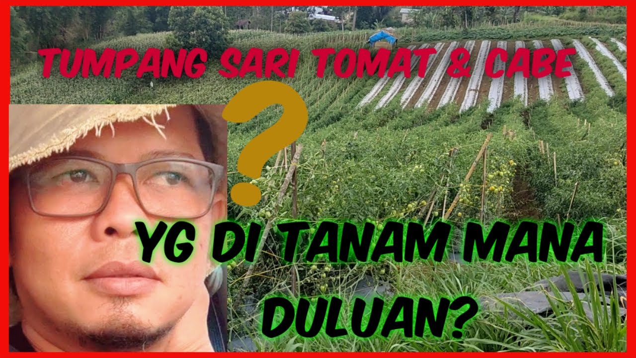 Cara tumpang sari cabe dan tomat 