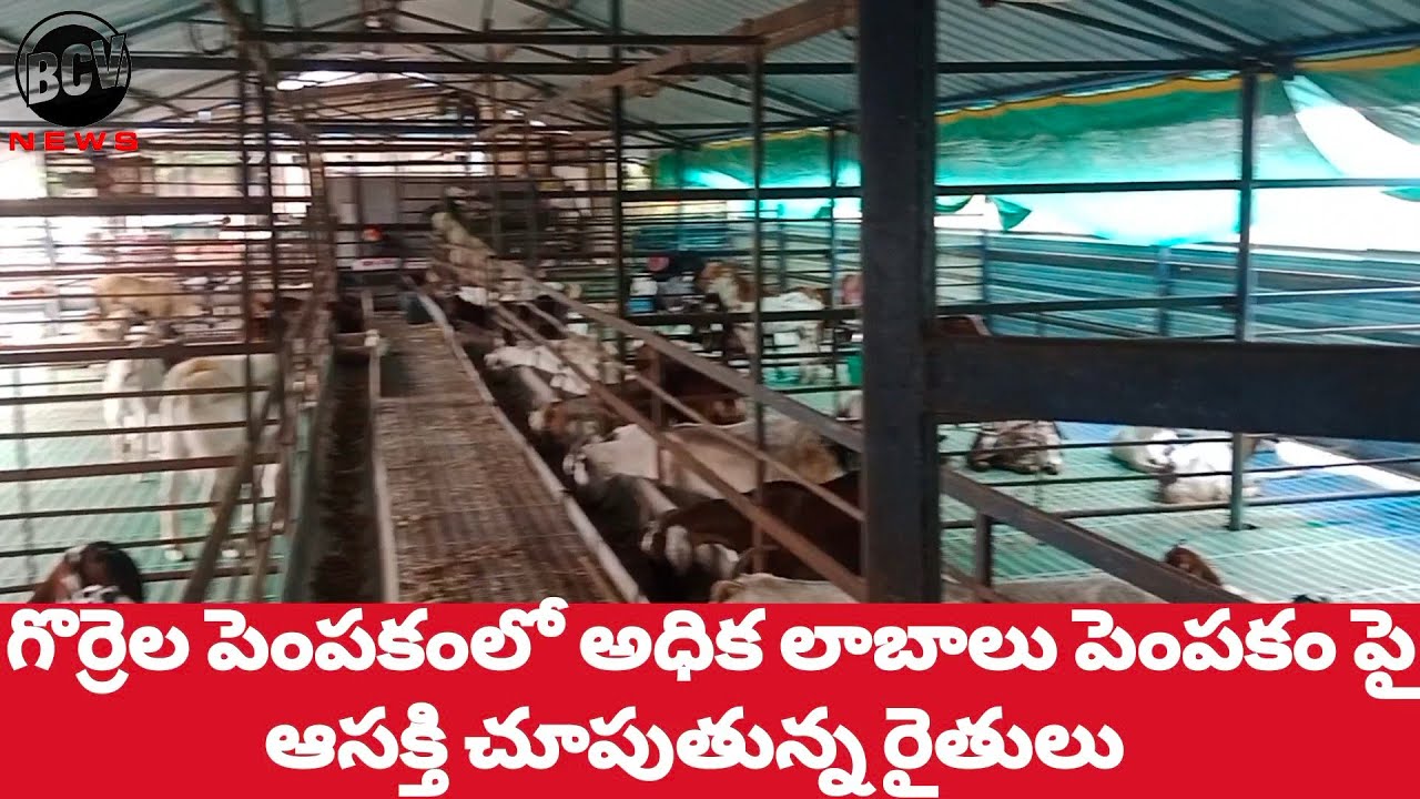 #sheep forms #ఆధునికంలో కూడా గొర్రెల పెంపకంలో అధిక లాబాలు - YouTube