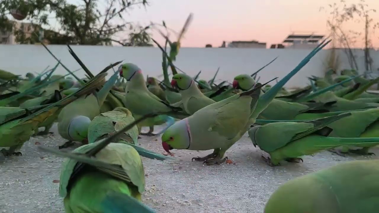 Around 700 Parrots Came Today | Amazing Nature Moment #birds #nature #amazing #reels 