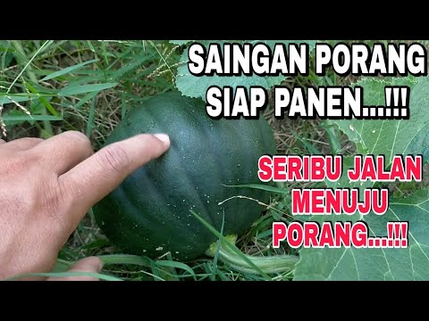 Video: Loch (tanaman) - Sifat Yang Berguna Dan Penggunaan Loch, Loch Berry. Keperakan, Berdaun Sempit, Multi-bunga, Umbellate